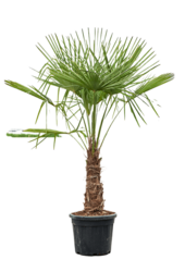 Trachycarpus fortunei XL