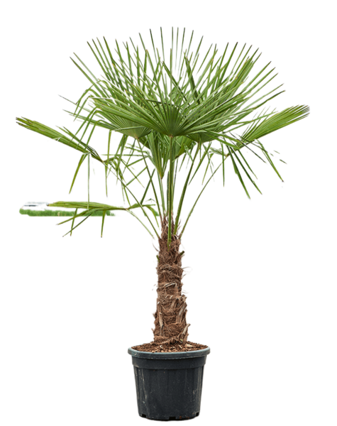 Trachycarpus