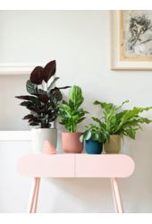 Alocasia Zebrina XS w doniczce Vibes Fold
