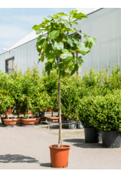 Ficus Carica Drzewo Figowe L