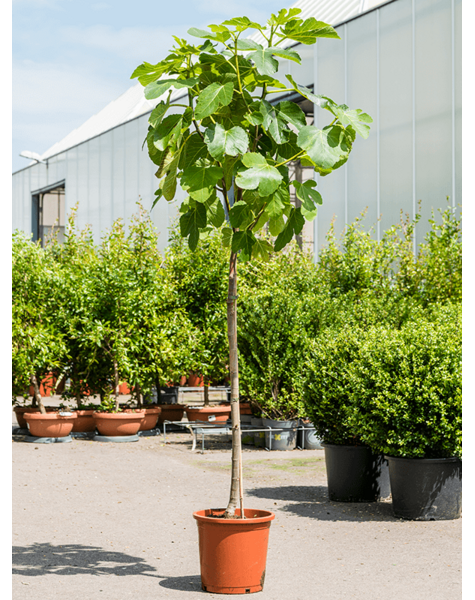 Ficus Carica Drzewo Figowe