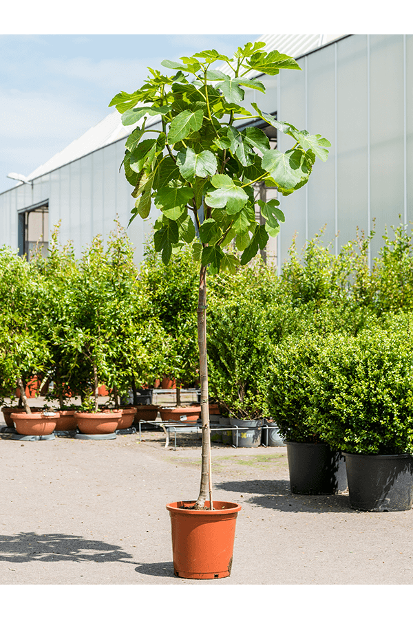 Ficus Carica Drzewo Figowe L