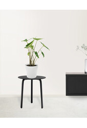 Alocasia Zebrina S w Lechuza Classico