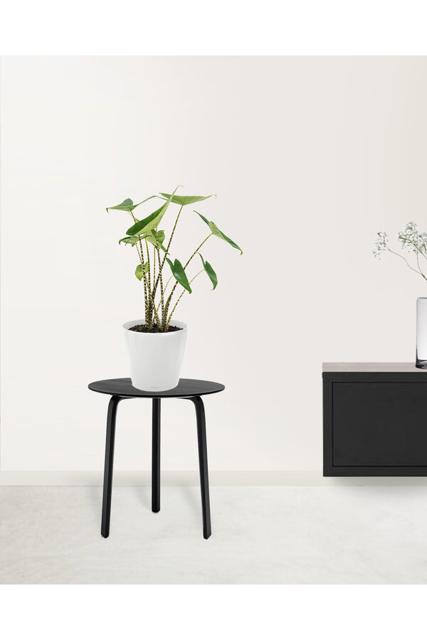 Alocasia Zebrina S w Lechuza Classico