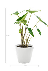 Alocasia Zebrina S w Lechuza Classico
