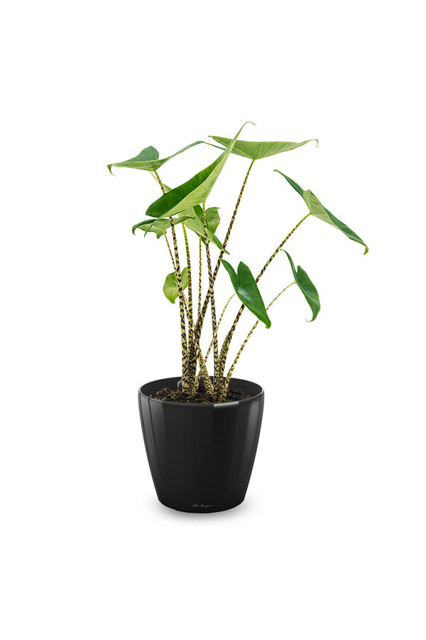 Alocasia Zebrina S w Lechuza Classico