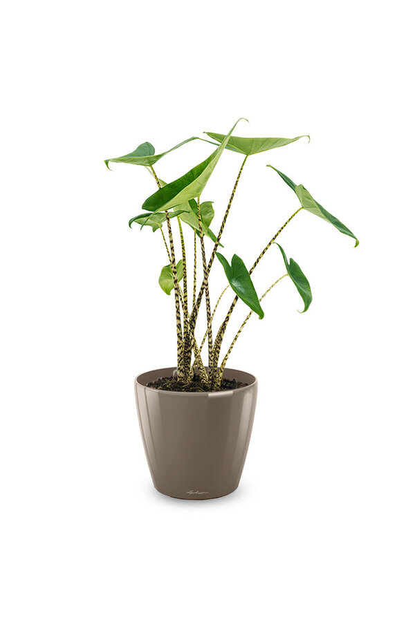 Alocasia Zebrina S w Lechuza Classico