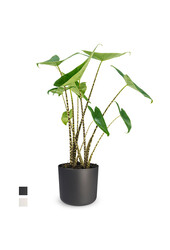 Alocasia Zebrina w B. For Soft