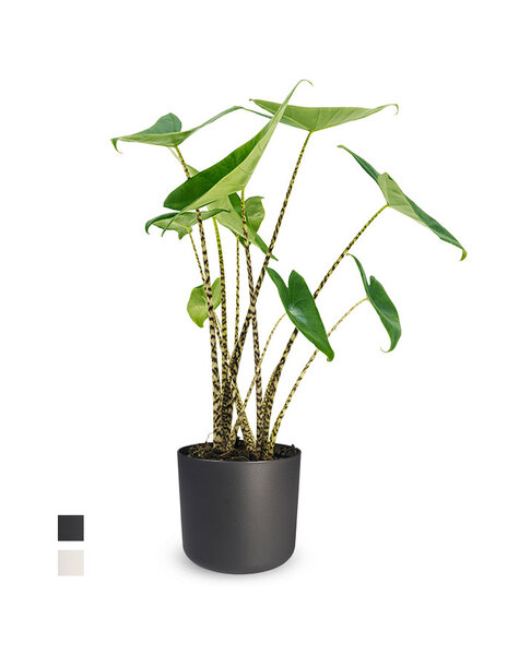 Elho Elho | Alocasia
