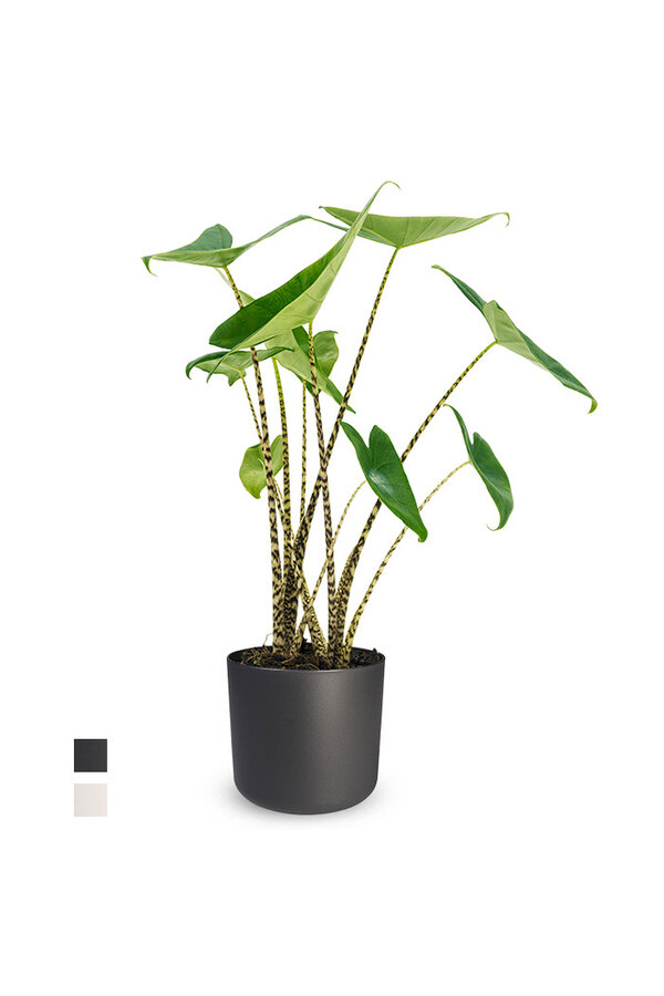 Alocasia Zebrina w B. For Soft