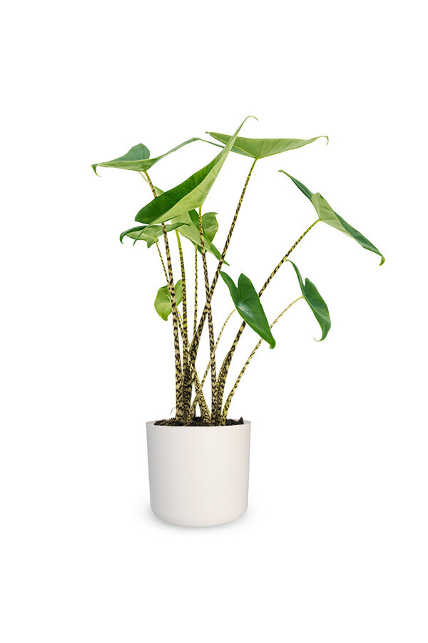 Alocasia Zebrina w B. For Soft