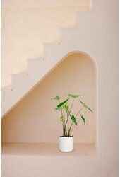 Alocasia Zebrina w B. For Soft