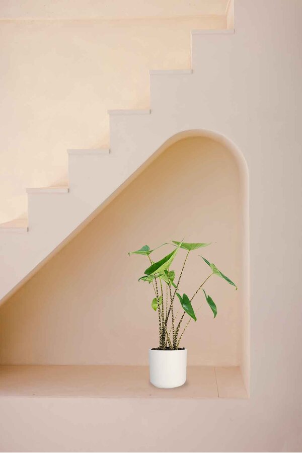 Alocasia Zebrina w B. For Soft