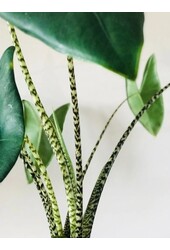 Alocasia Zebrina w B. For Soft