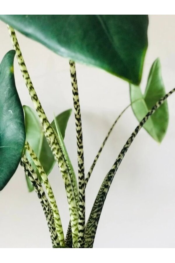 Alocasia Zebrina w B. For Soft