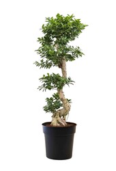 Ficus Bonsai