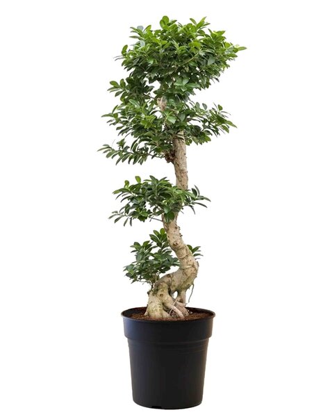 Microcarpa
