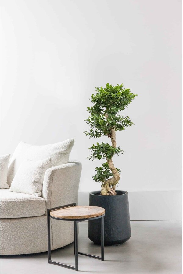 Ficus Bonsai