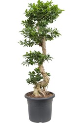 Ficus Bonsai