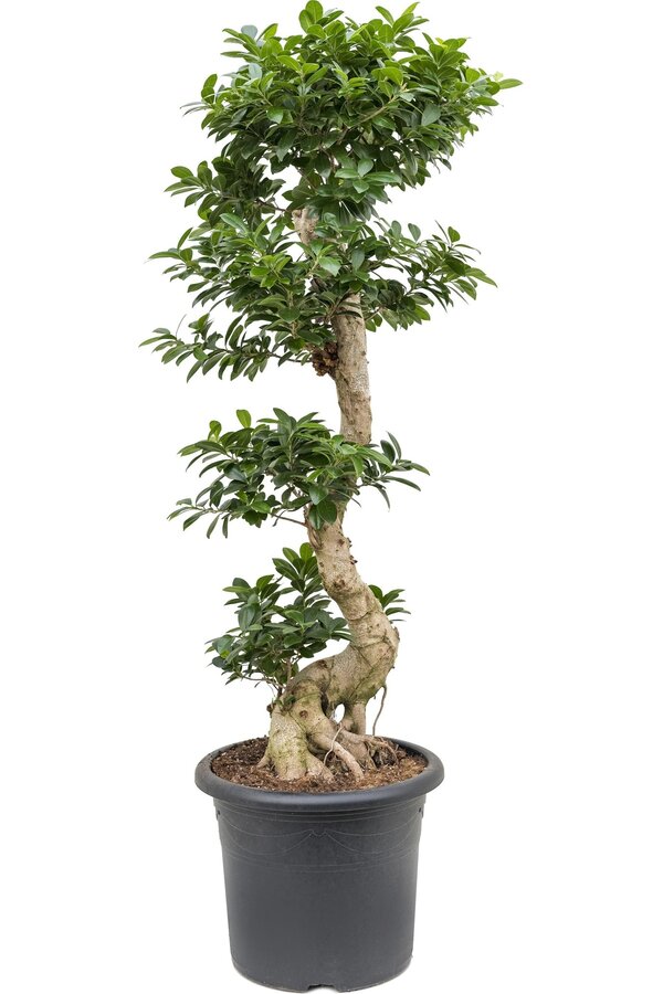 Ficus Bonsai