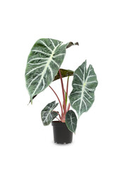 Alocasia pink dragon