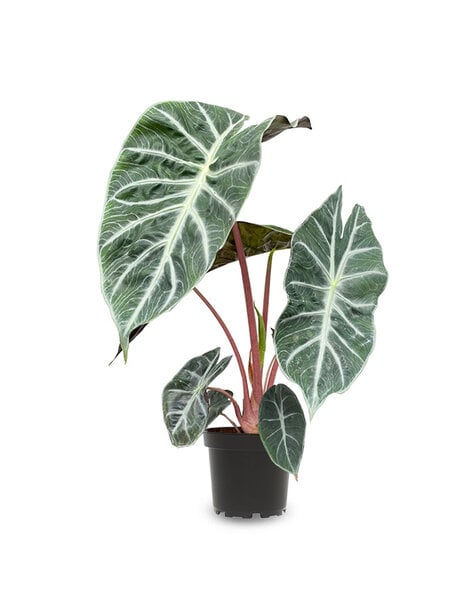 Alocasia