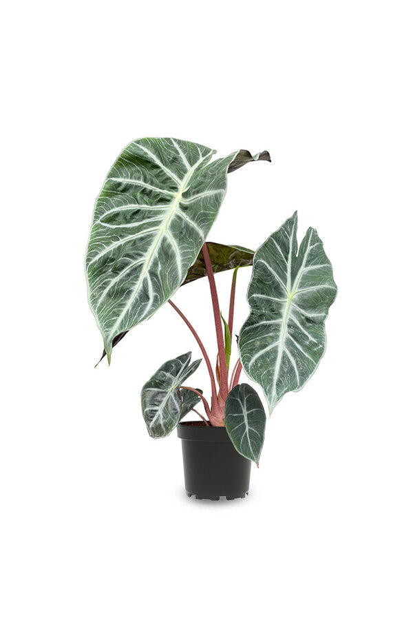 Alocasia pink dragon