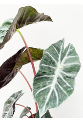 Alocasia pink dragon