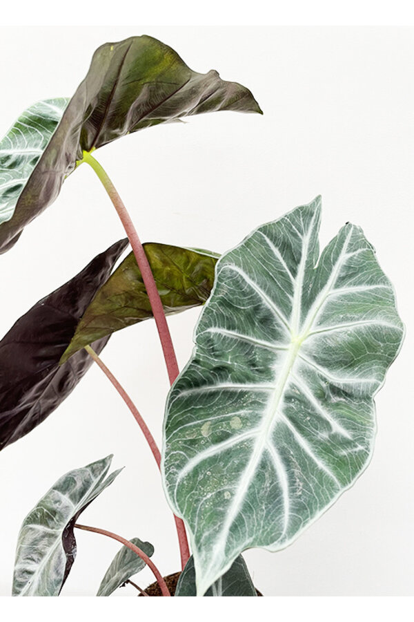Alocasia pink dragon