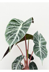 Alocasia pink dragon