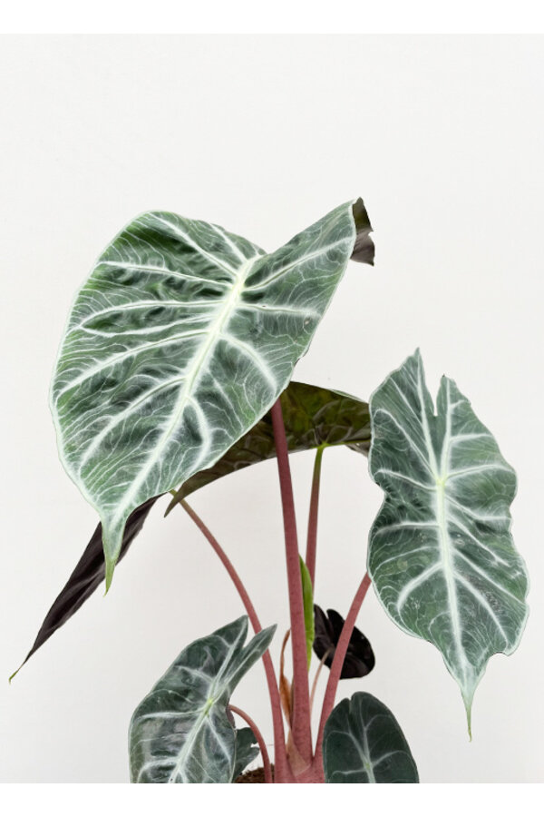 Alocasia pink dragon