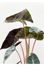 Alocasia pink dragon