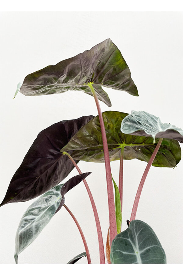 Alocasia pink dragon