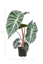 Alocasia pink dragon