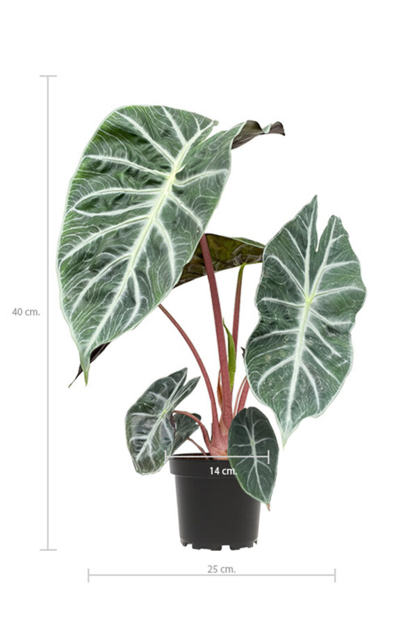 Alocasia pink dragon