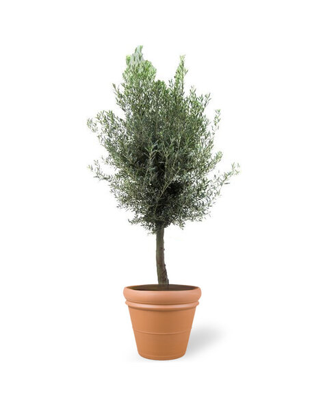 Olea Europaea