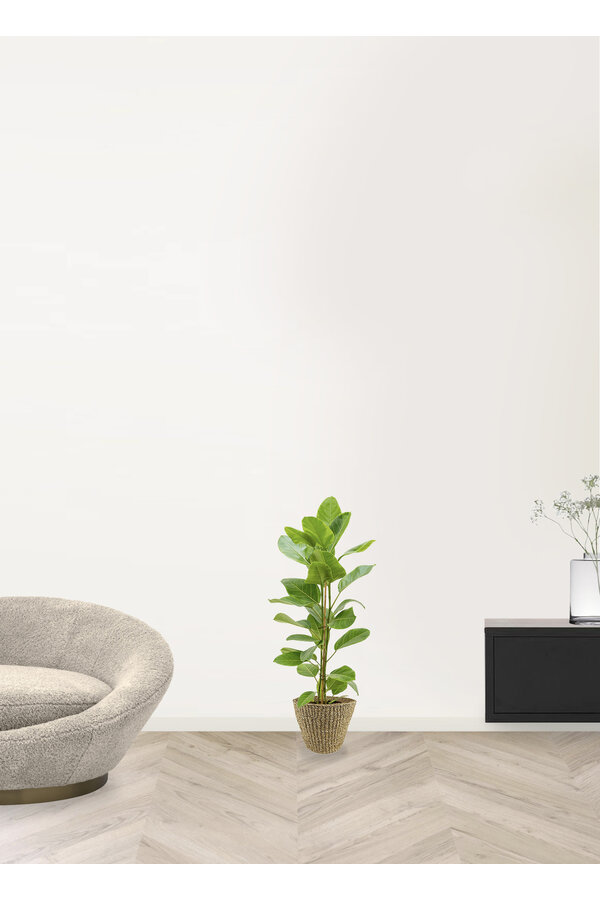 Ficus altissima Yellow Gem w doniczce Jip