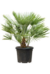 Chamaerops Humilis KingSize