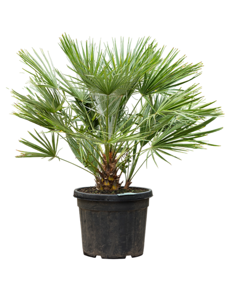 Chamaerops