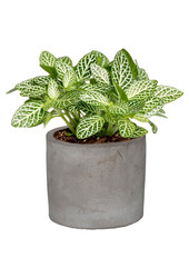 Roślinka Fittonia w ceramicznej doniczce