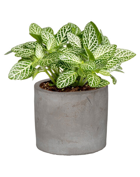 Roślinka Fittonia w ceramicznej doniczce