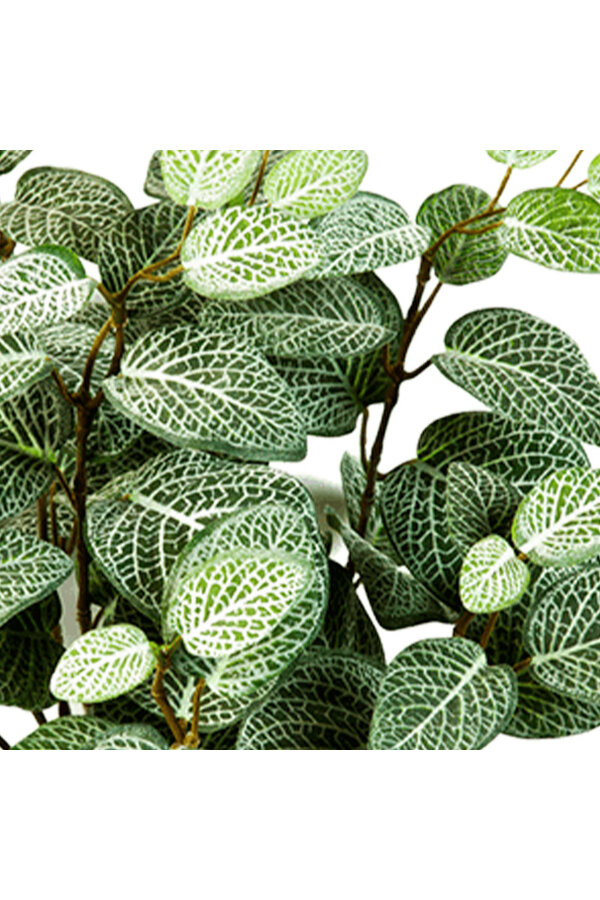 Roślinka Fittonia w ceramicznej doniczce