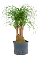 Beaucarnea recurvata