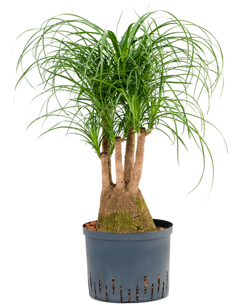Beaucarnea recurvata