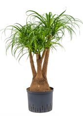 Beaucarnea recurvata