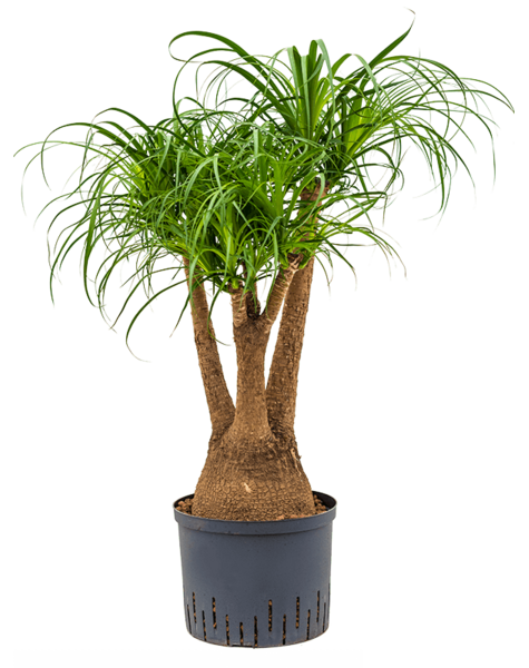 Beaucarnea recurvata