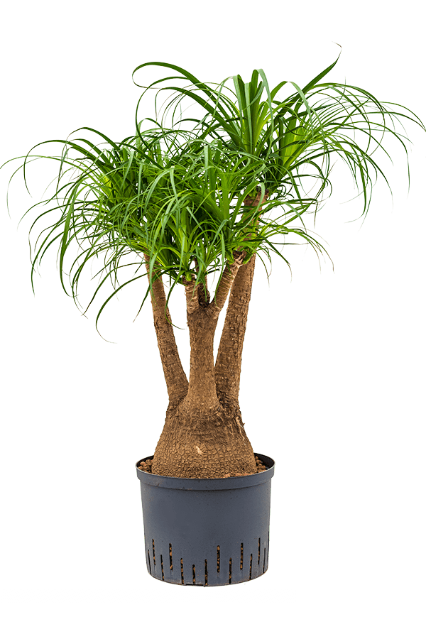Beaucarnea recurvata