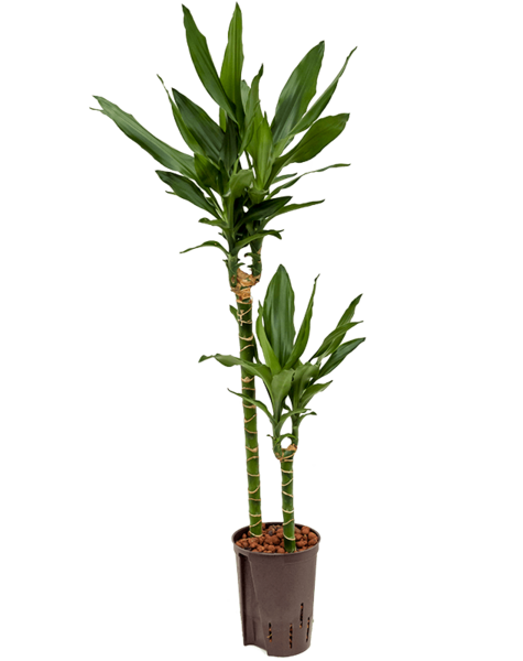 Hydroplant Dracena