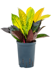 Hydroplant Kroton (Codiaeum) Variegatum Mrs. Iceton