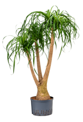 Hydroplant Beaucarnea Recurvata